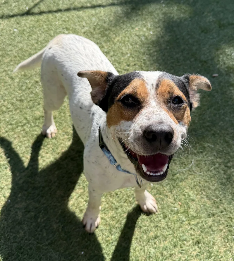 A young medium-sized male Mixed Breed dog named Bingo for adoption in Sudbury, MA
