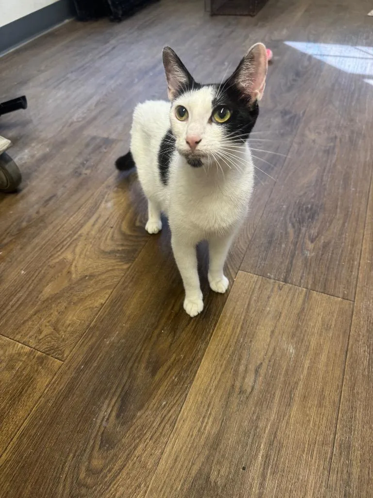 An adult medium-sized female Domestic Short Hair cat named Marella for adoption in Sorrento, LA