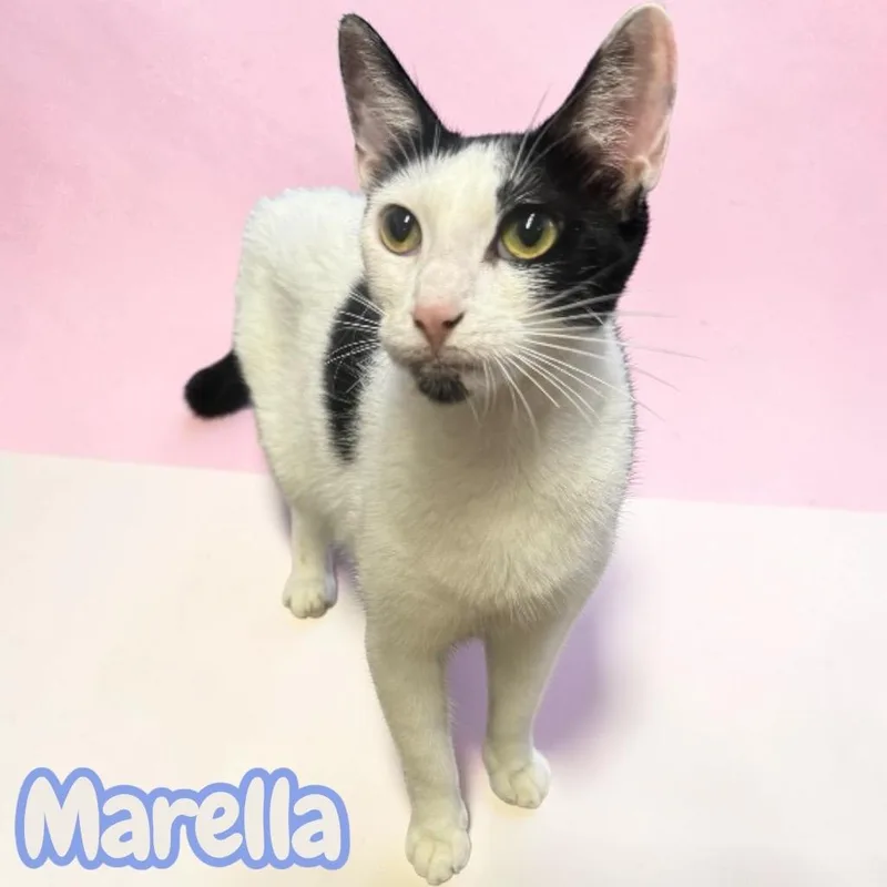 Marella thumbnail 2