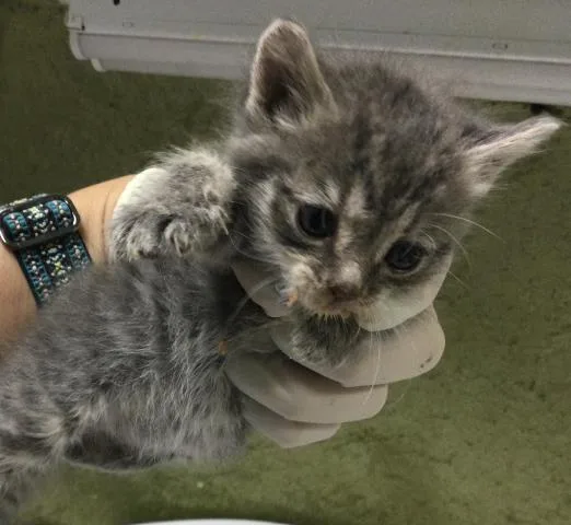 A baby small-sized female Domestic Short Hair cat named Mini for adoption in Riverside, CA