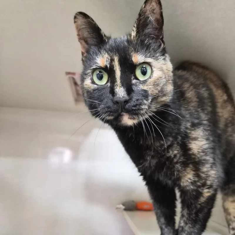 An adult small-sized female Domestic Short Hair cat named Astrid for adoption in Prescott, AZ