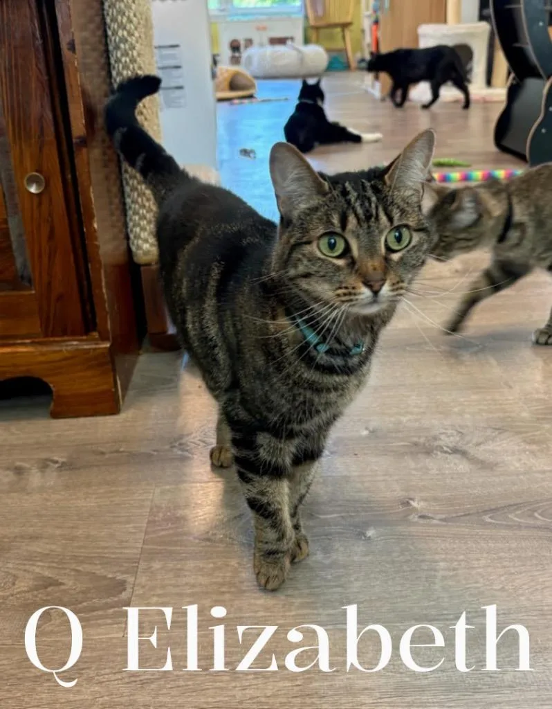 A senior small-sized female Domestic Short Hair cat named Queen Elizabeth for adoption in Gorham, ME