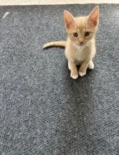 A baby small-sized male Domestic Short Hair cat named Forrest for adoption in Charlotte, NC