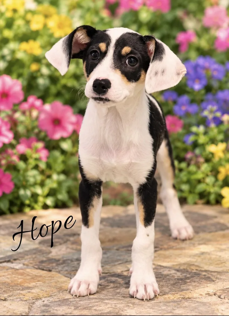 A baby small-sized female Tricolor (Brown, Black, & White) Rat Terrier dog named Hope for adoption in Southport, CT