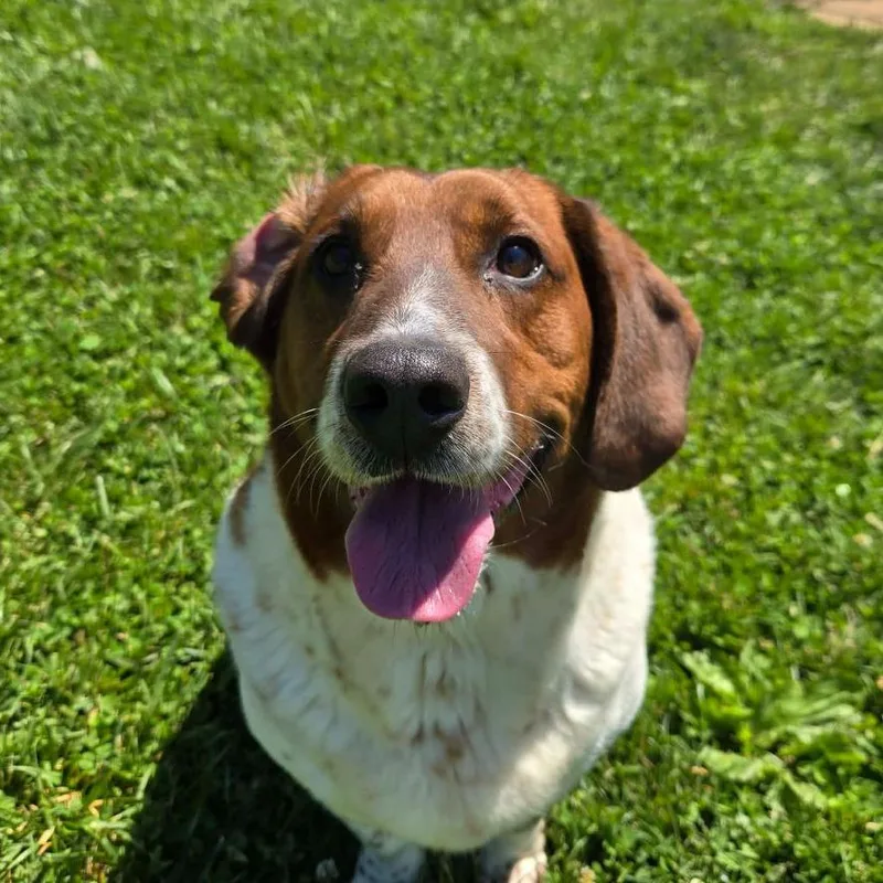 An adult medium-sized male Brown / Chocolate Basset Hound dog named Jer Bear for adoption in Binghamton, NY