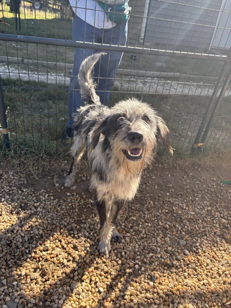 A young medium-sized male German Wirehaired Pointer dog named Chapin for adoption in Sanford, NC