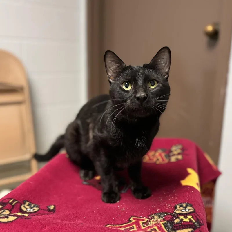 An adult medium-sized male Black Domestic Short Hair cat named Daniel for adoption in Fargo, ND
