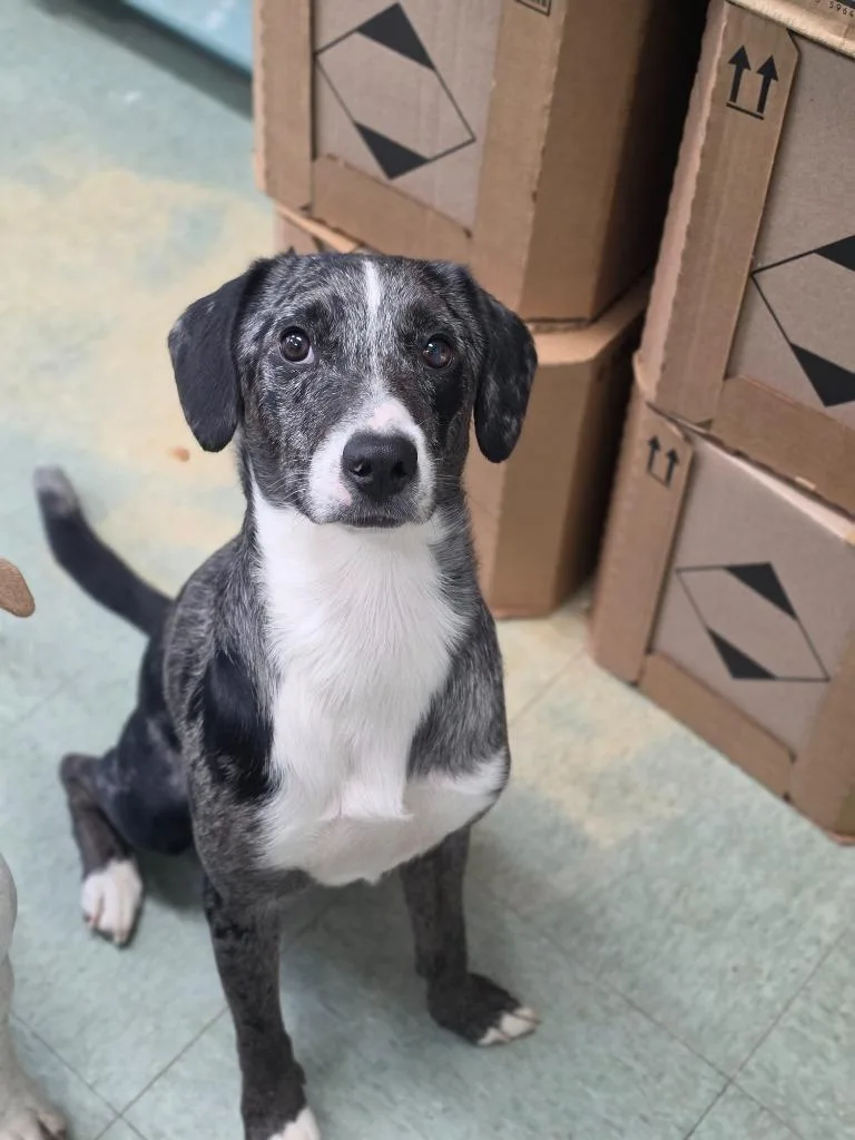 An adult medium-sized male Mixed Breed dog named Kratos for adoption in Danielsville, GA