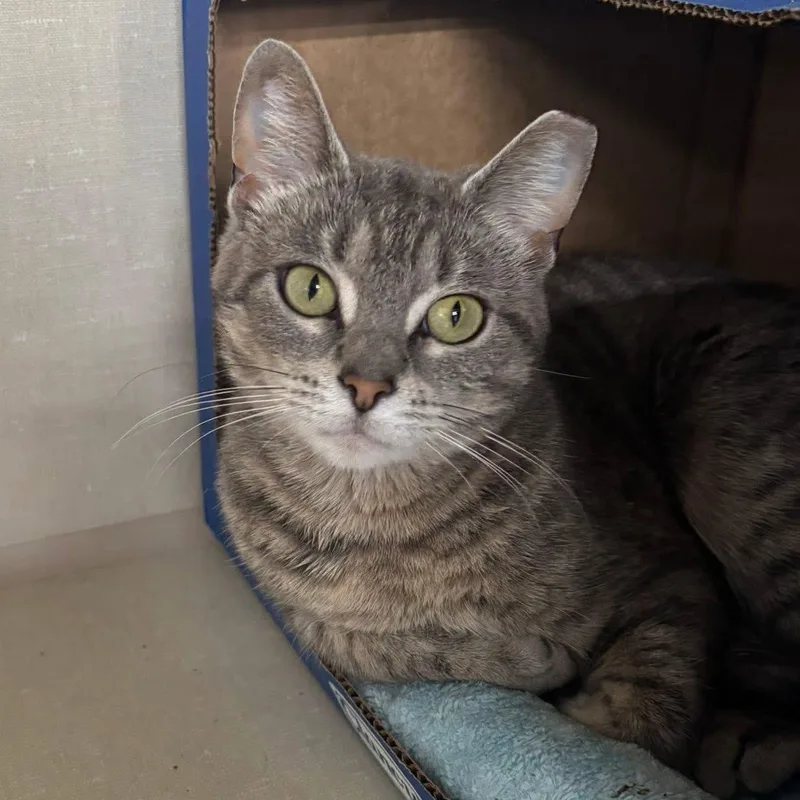 A young small-sized female Domestic Short Hair cat named Jenny for adoption in Grand Rapids, MI