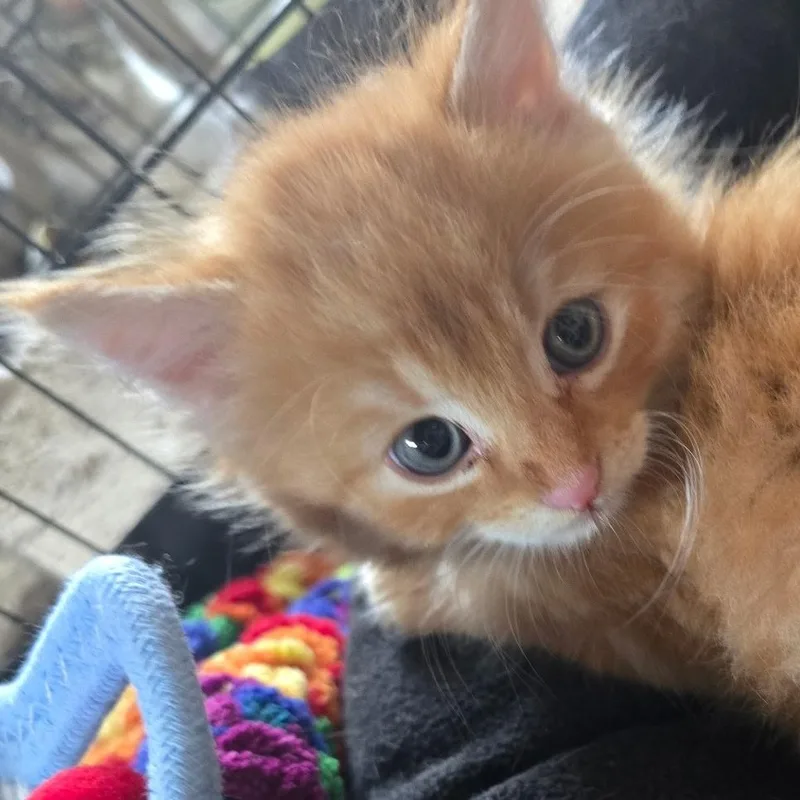 A baby medium-sized male Domestic Medium Hair cat named Mango for adoption in Sauk City, WI