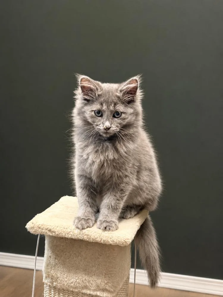 A baby small-sized male Domestic Long Hair cat named Vincent for adoption in Chicago, IL