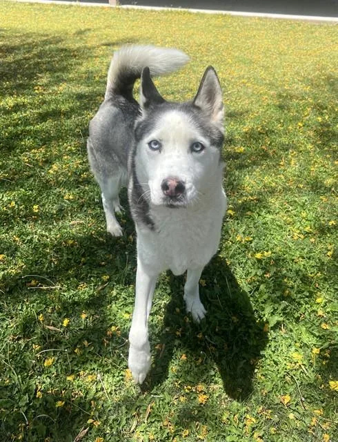 A young medium-sized female Siberian Husky dog named Echo for adoption in Thousand Palms, CA