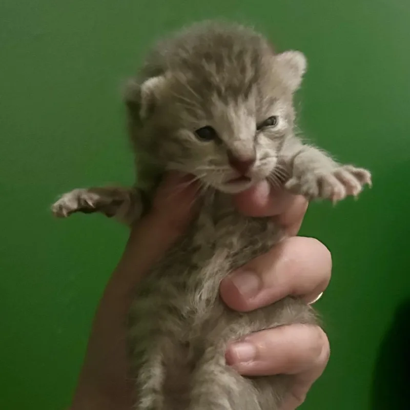 A baby small-sized female Gray / Blue / Silver Domestic Short Hair cat named Buttons for adoption in St Joseph, MO