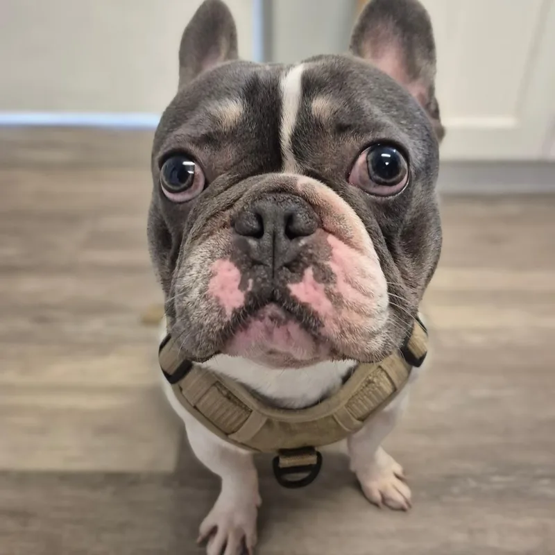 Zeus