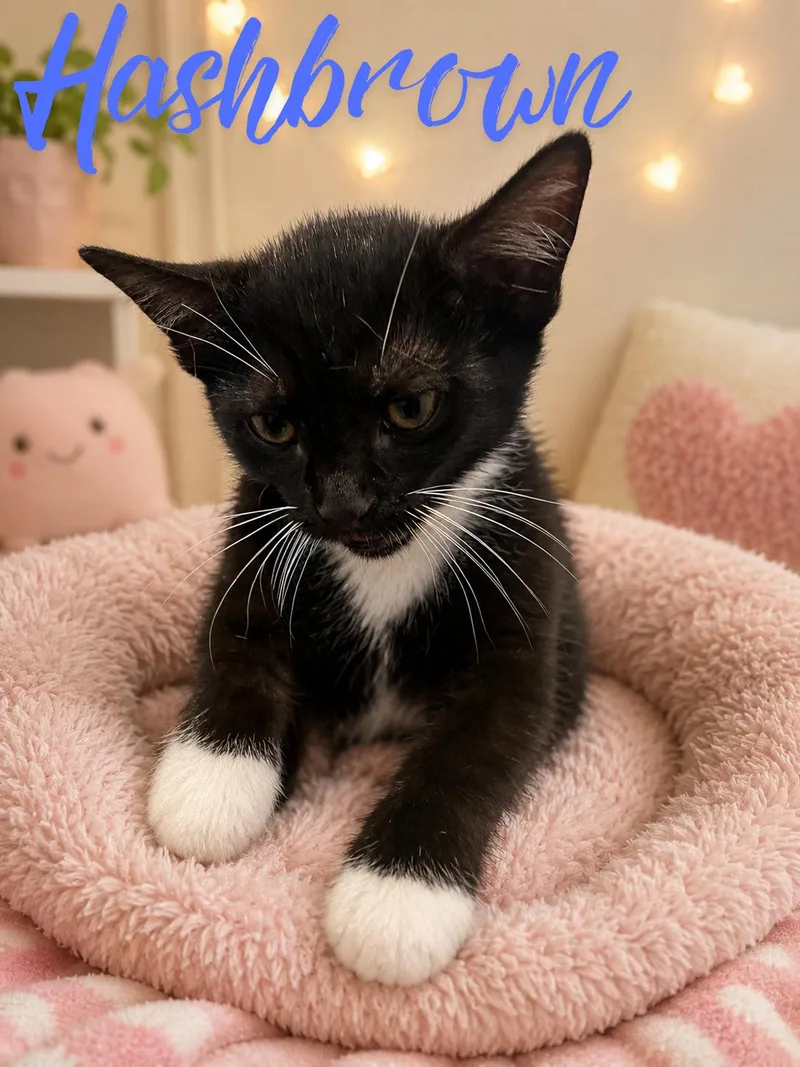 A young medium-sized female Black & White / Tuxedo Domestic Short Hair cat named Hashbrown for adoption in Orleans, VT