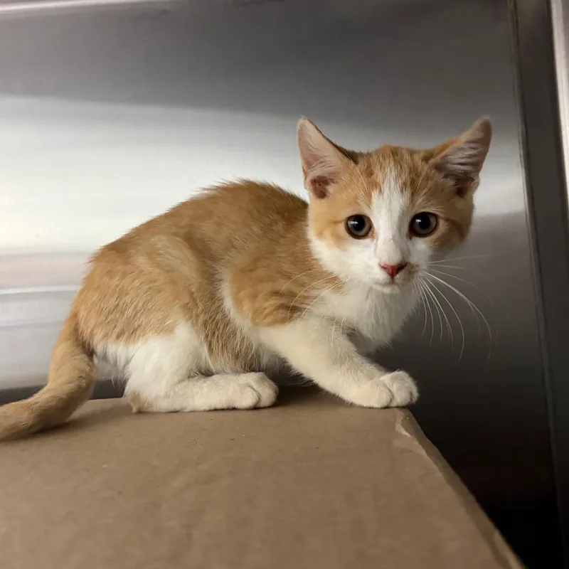 A baby small-sized male Orange / Red Domestic Short Hair cat named Phoenix for adoption in Lynchburg, VA