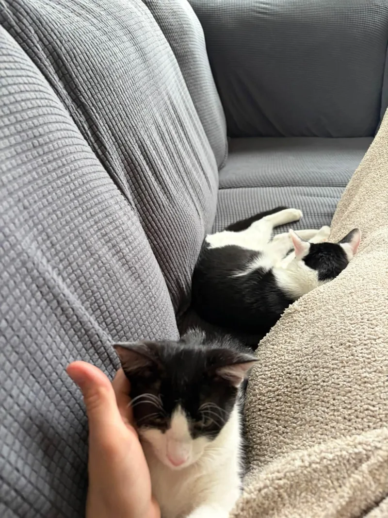 A young medium-sized female Black & White / Tuxedo Domestic Short Hair cat named Thelma & Bandit for adoption in Bloomingdale, GA