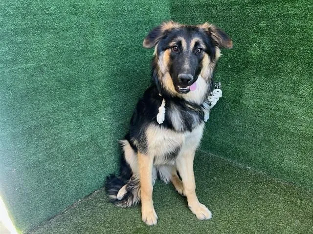 A young large-sized female German Shepherd Dog dog named Bunny for adoption in Lancaster, CA