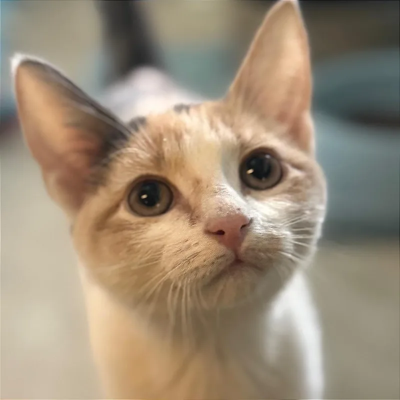 A baby small-sized female Calico Domestic Short Hair cat named Amityville for adoption in Decatur, GA