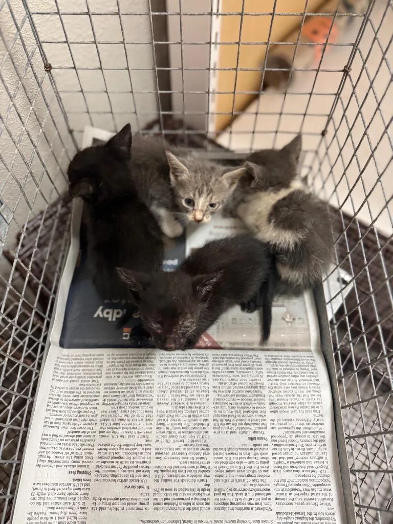 A baby medium-sized male Domestic Short Hair cat named Dutton for adoption in Sorrento, LA