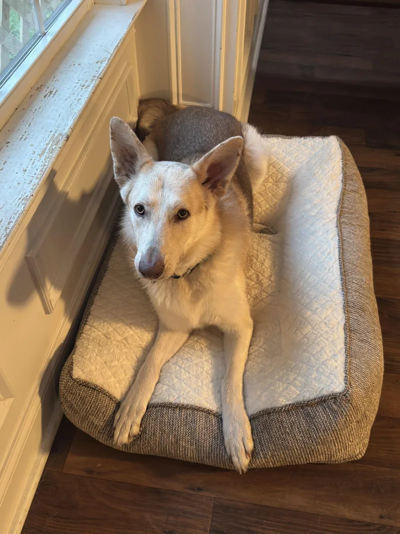 Sabermhousetrainedgreat With Everyone!! $