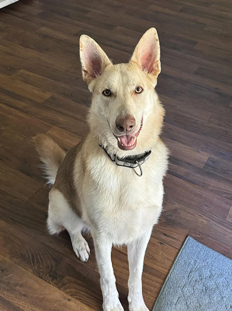 Sabermhousetrainedgreat With Everyone!! $ thumbnail 2