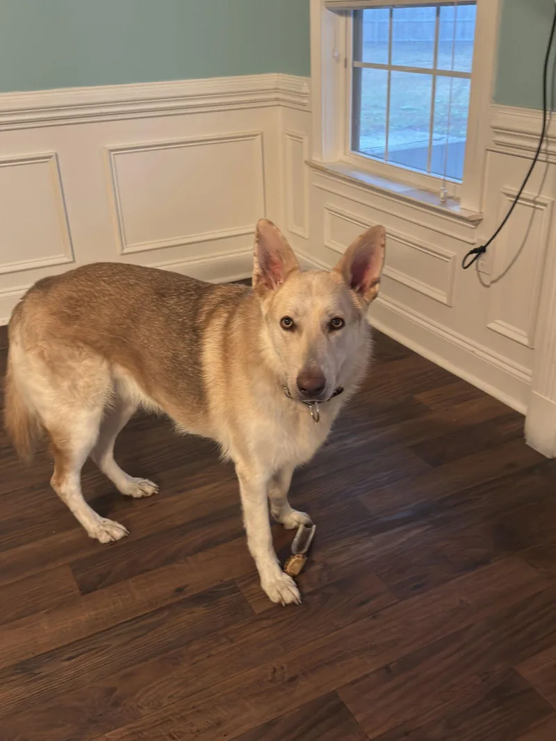 Sabermhousetrainedgreat With Everyone!! $ thumbnail 3