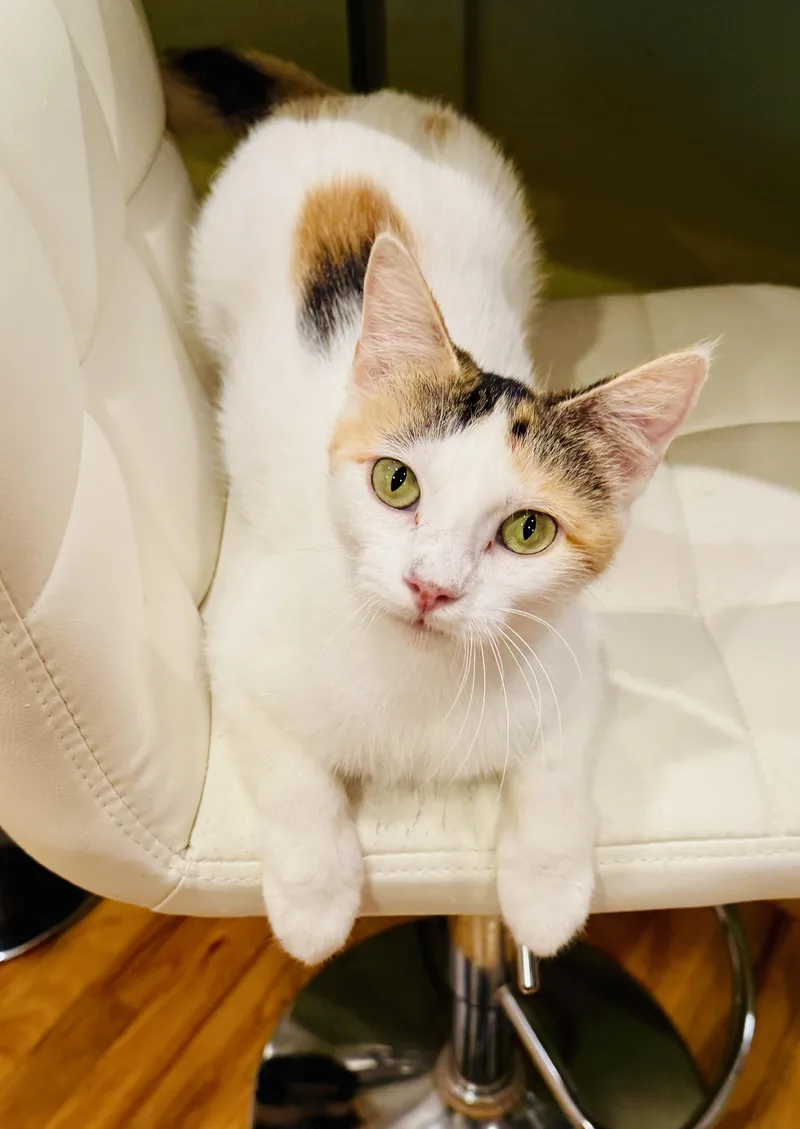 A young medium-sized female Calico cat named Cali the calico for adoption in Houston, TX