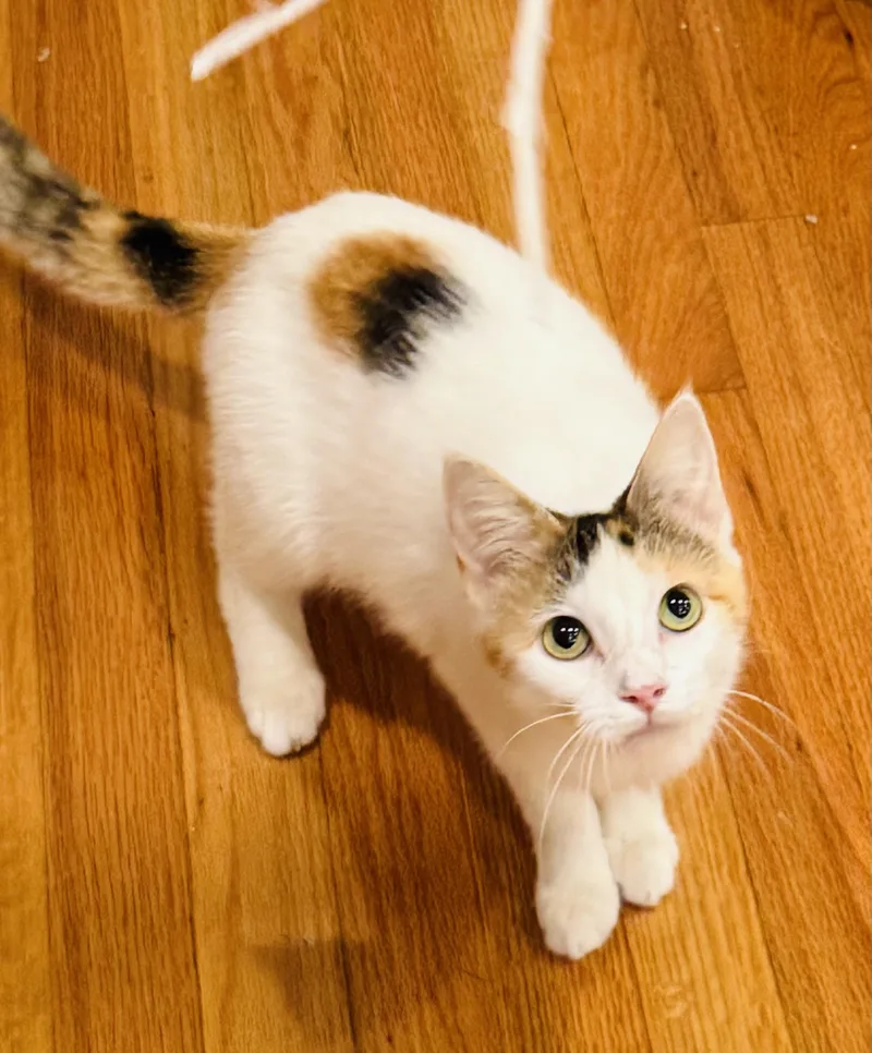 Cali the calico thumbnail 2