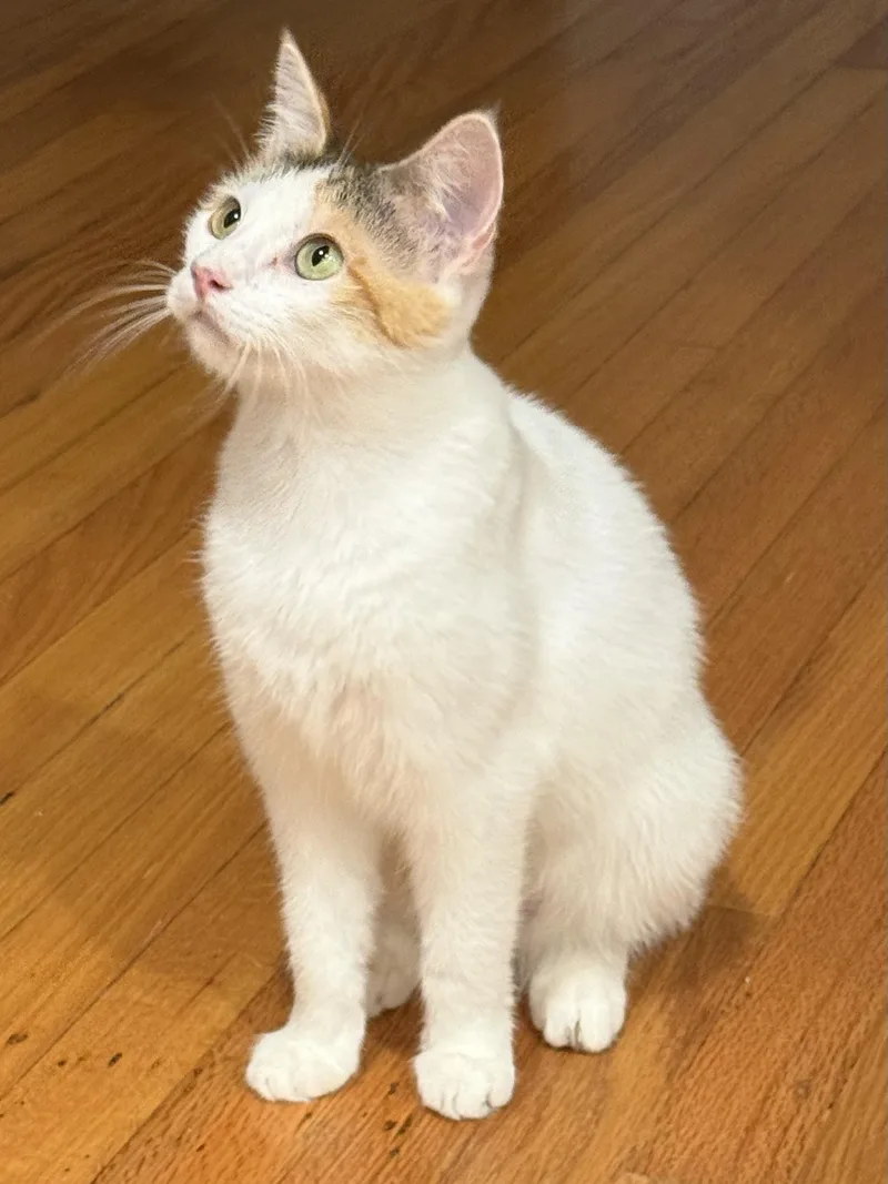 Cali the calico thumbnail 3