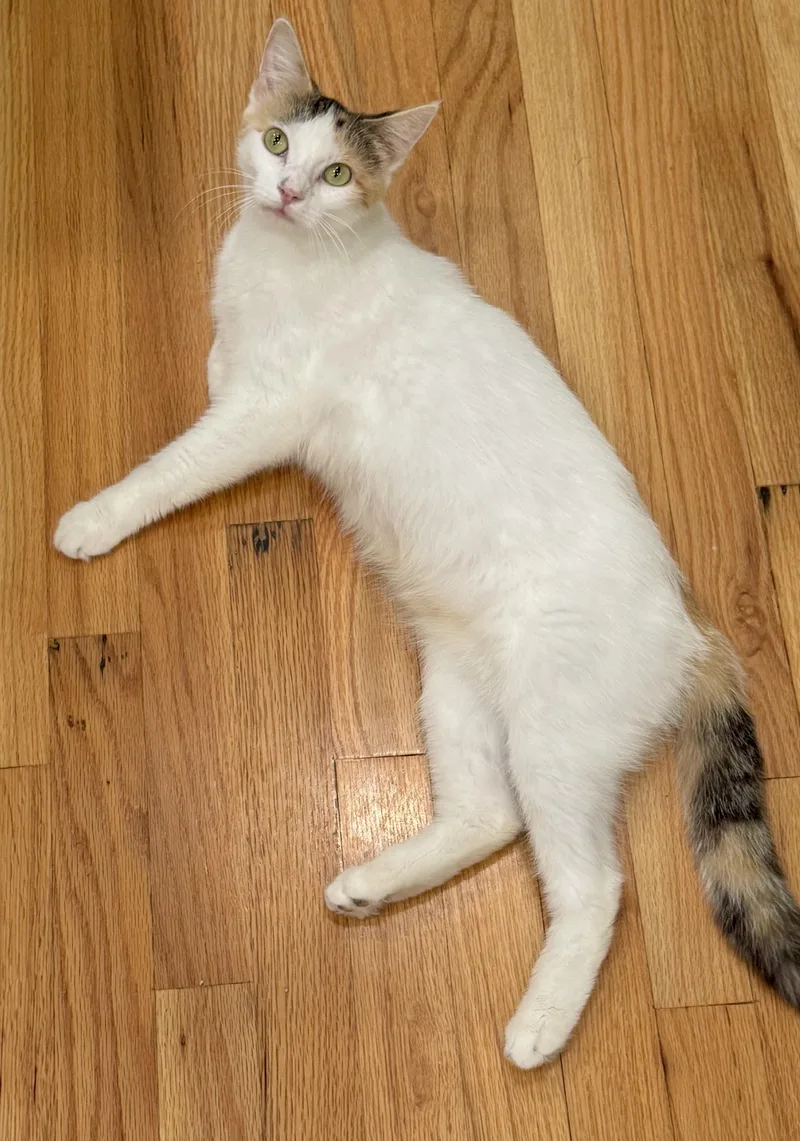 Cali the calico thumbnail 4