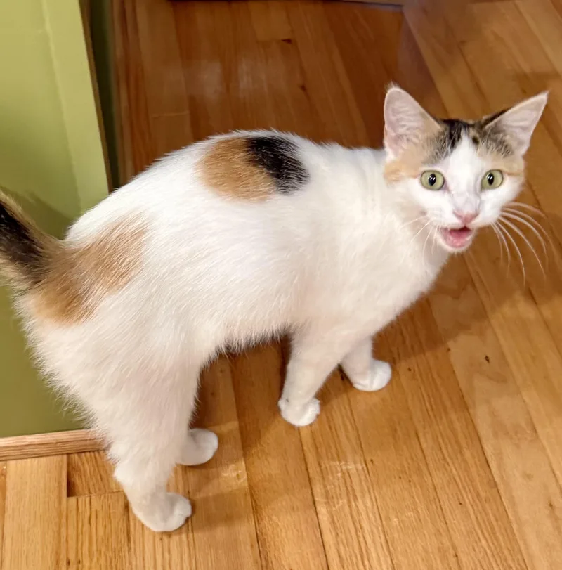 Cali the calico thumbnail 5
