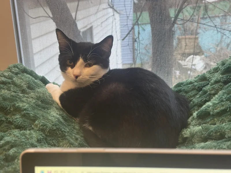 A baby medium-sized male Black & White / Tuxedo Domestic Short Hair cat named Tux for adoption in Weehawken, NJ