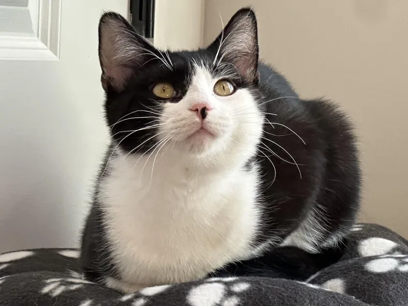 Tux thumbnail 3