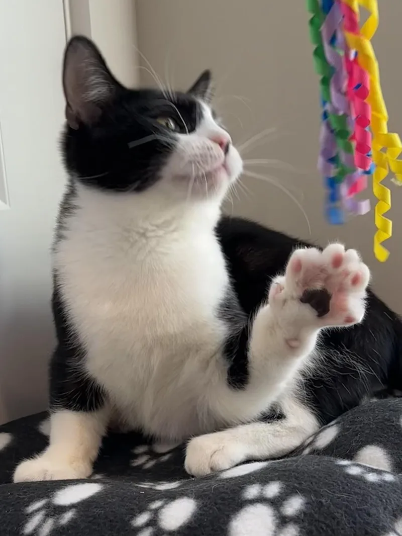 Tux thumbnail 4