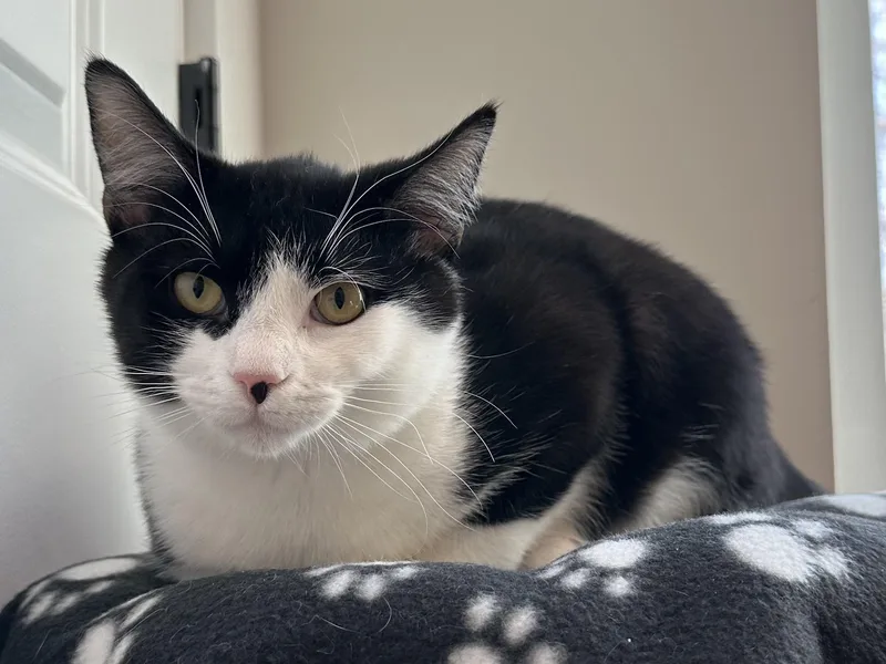 Tux thumbnail 5