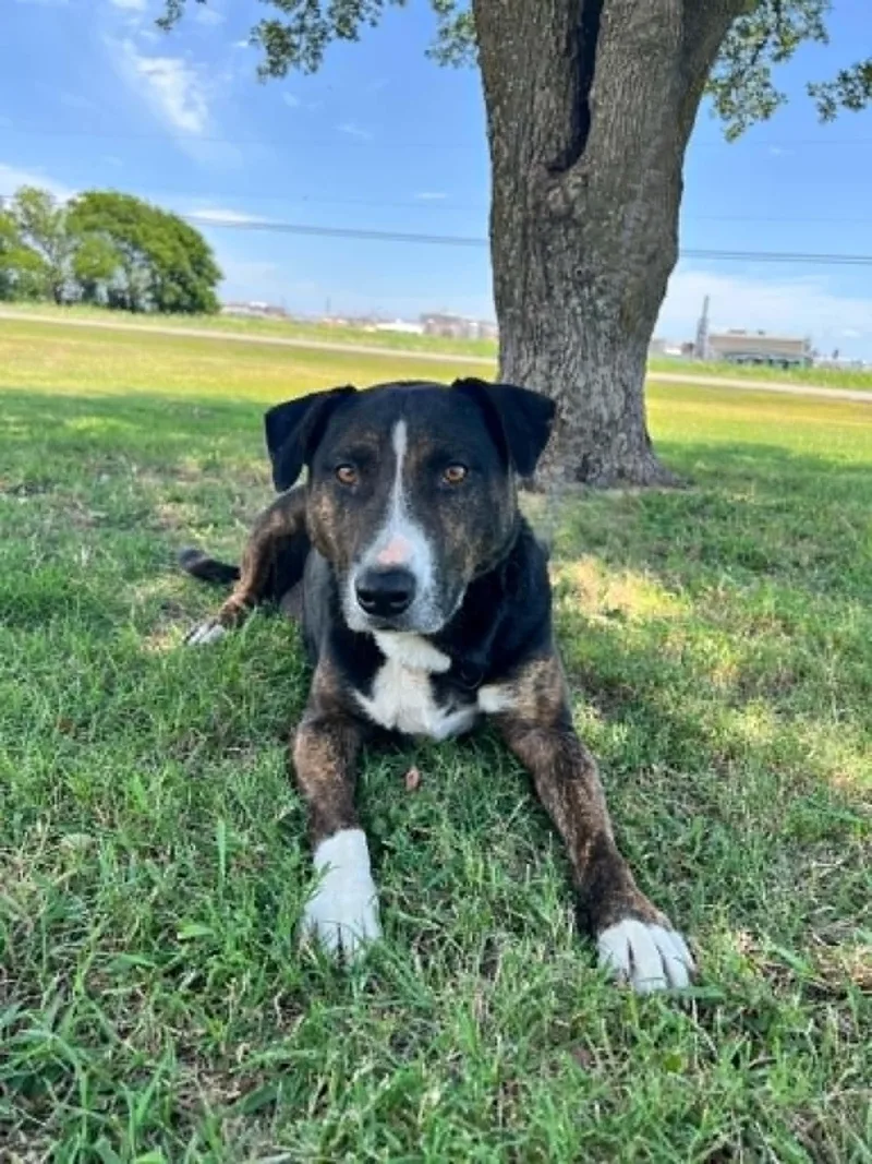An adult large-sized female Brindle Bull Terrier dog named Gretel for adoption in Cleburne, TX