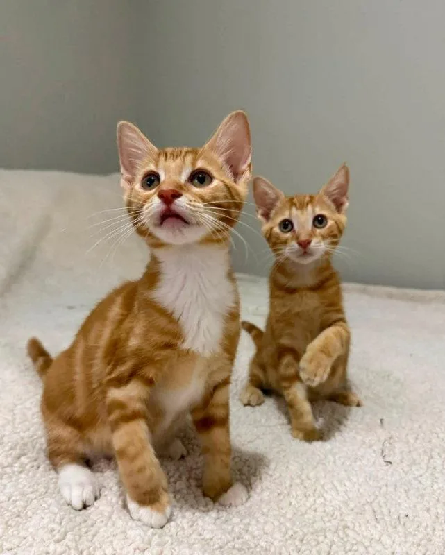 A young medium-sized male Tabby cat named Tangerine and Squeaks for adoption in Knoxville, TN