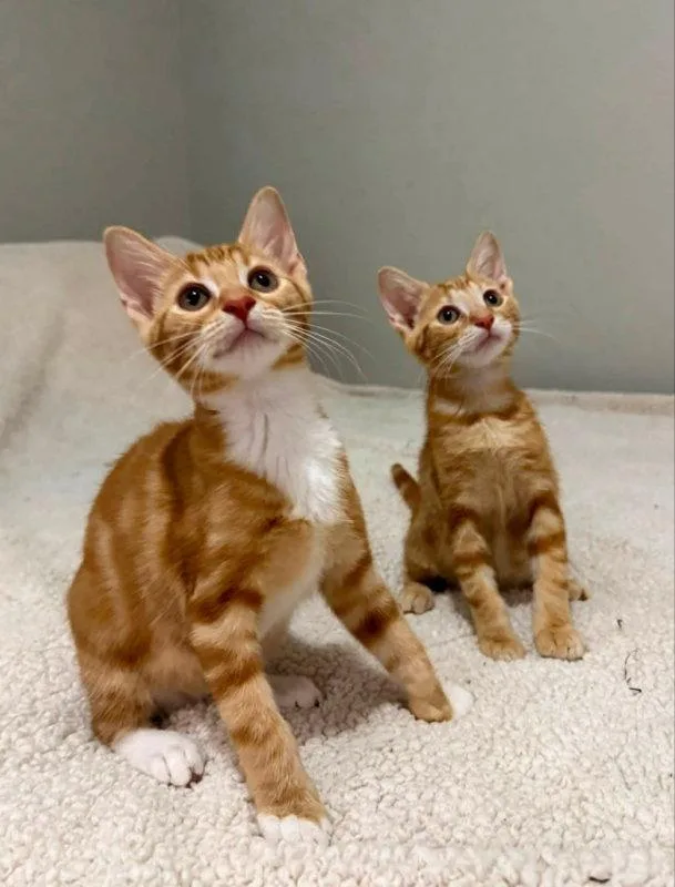 Tangerine and Squeaks thumbnail 3