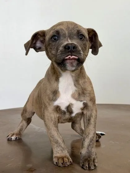 A baby small-sized male Pit Bull Terrier dog named Col. James Braddock for adoption in New Orleans, LA