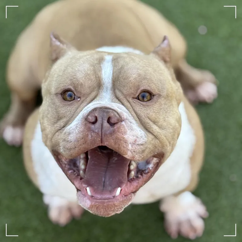 An adult medium-sized male Yellow / Tan / Blond / Fawn American Staffordshire Terrier dog named Hammy for adoption in Upland, CA