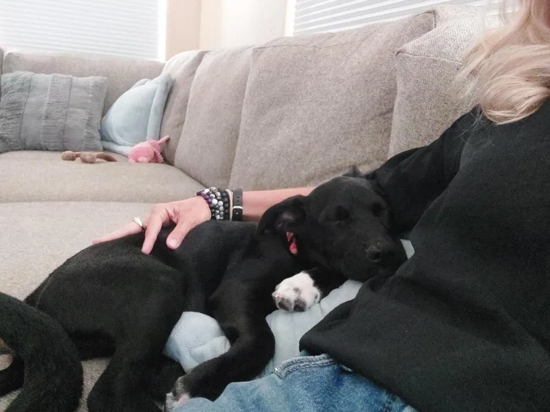 A baby medium-sized male Tricolor (Brown, Black, & White) Shepherd dog named Axel for adoption in Lafayette, CO