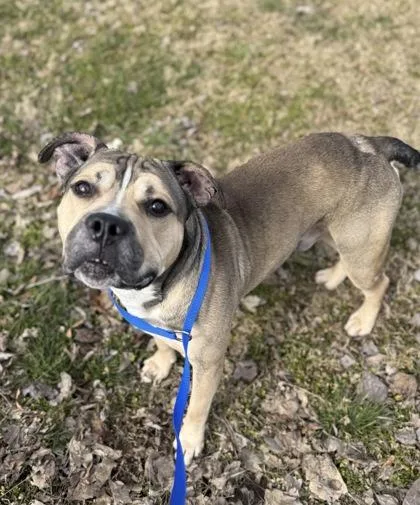 An adult large-sized male Pit Bull Terrier dog named Colonel Mustard for adoption in Knoxville, TN