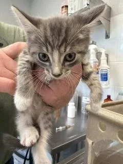 A baby small-sized male Domestic Short Hair cat named Sox for adoption in Haw River, NC