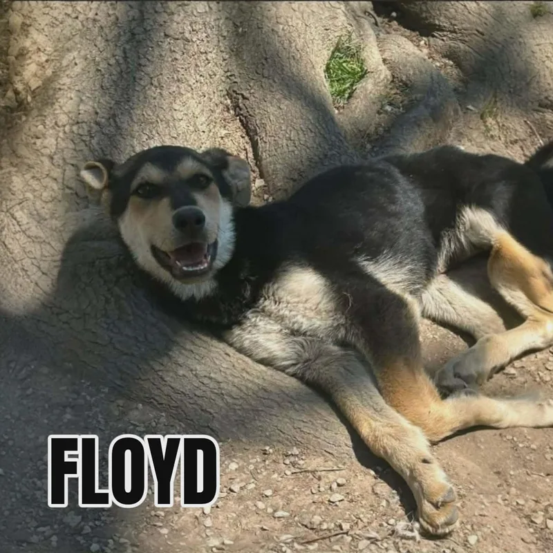 A baby medium-sized male Tricolor (Brown, Black, & White) Husky dog named Floyd for adoption in Westwood, NJ