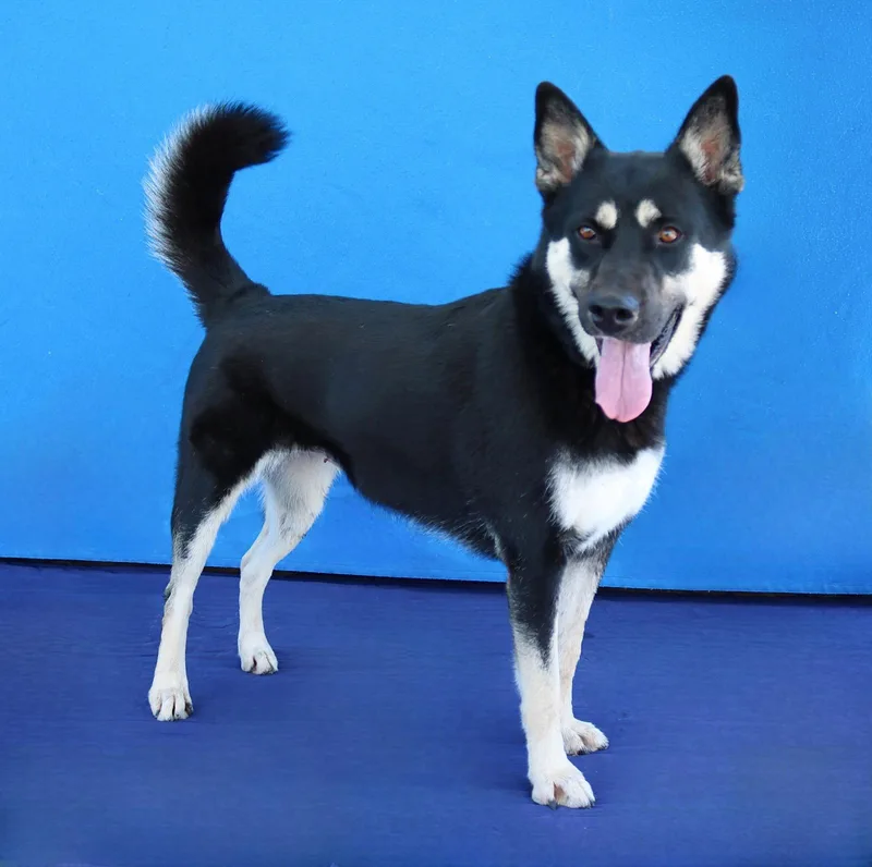 An adult large-sized female Siberian Husky dog named Pandora for adoption in Pasadena, CA