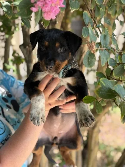A baby large-sized female German Shepherd Dog dog named Brandy for adoption in Morton Grove, IL