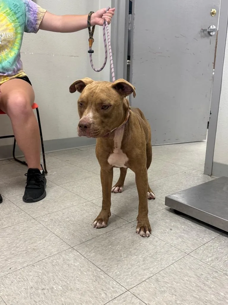 A young medium-sized male Pit Bull Terrier dog named D for adoption in Sorrento, LA