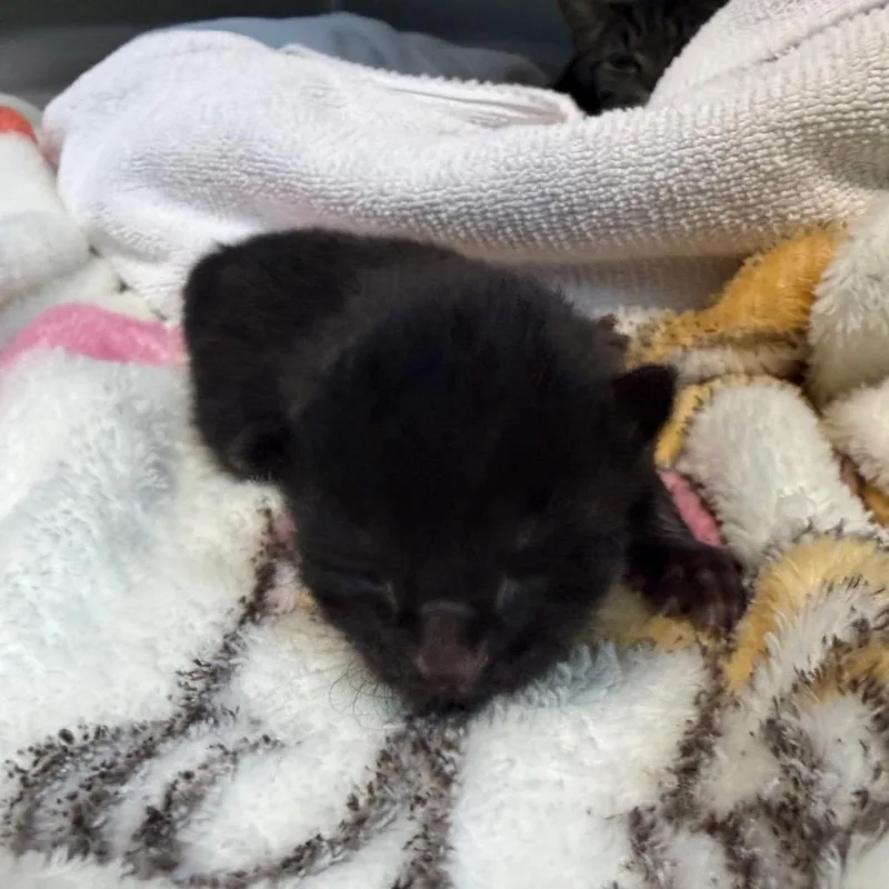 A baby small-sized female Black Domestic Short Hair cat named Wild Whiskers for adoption in Greensboro, NC