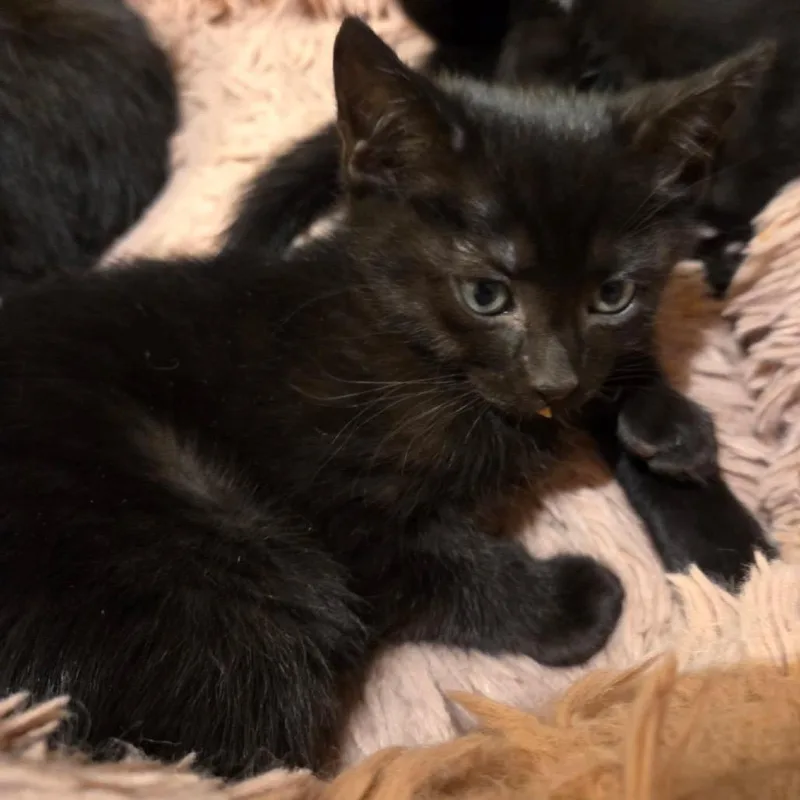 Wild Whiskers thumbnail 2